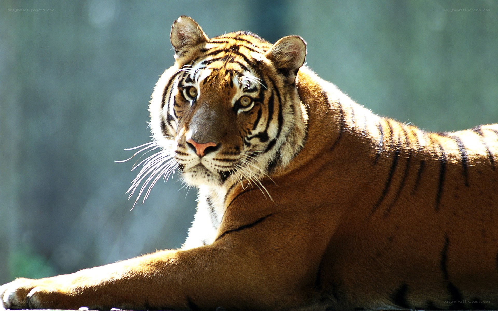 tiger resting in sunlight