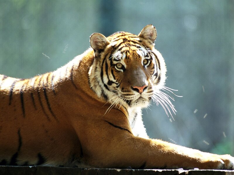 tiger resting in sunlight