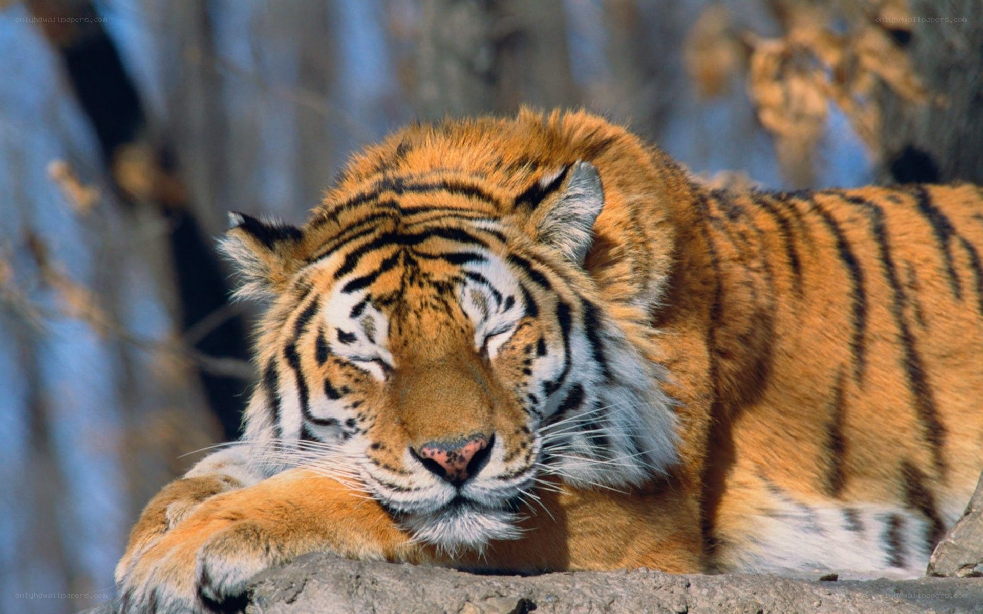 Tiger resting in sunlight