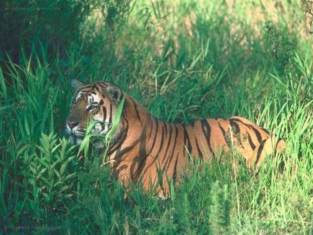 tiger resting in tall grass