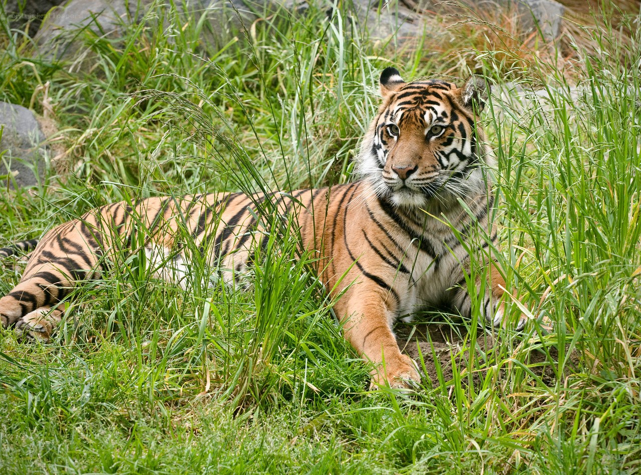 Tiger resting in tall grass