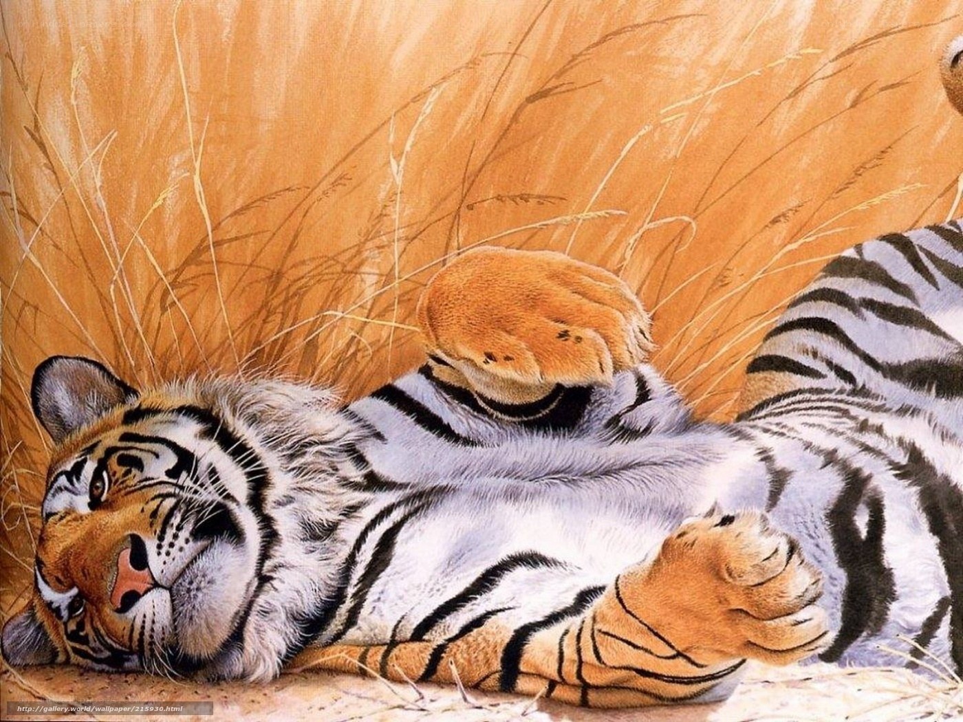 Tiger resting in tall grass