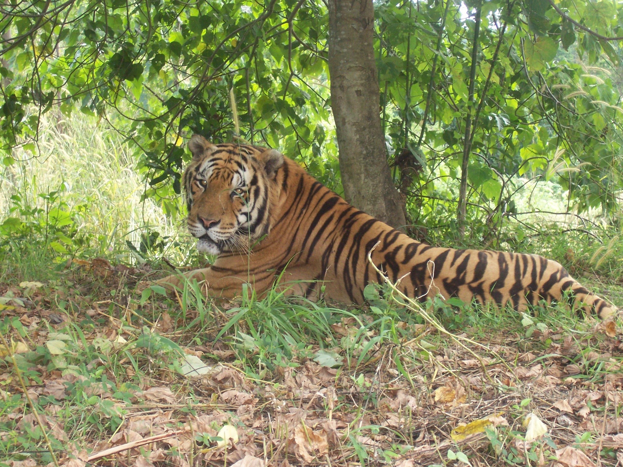 Tiger resting in the forest