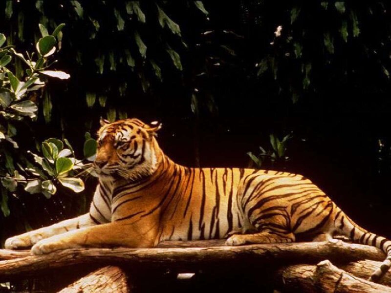 Tiger resting in the forest