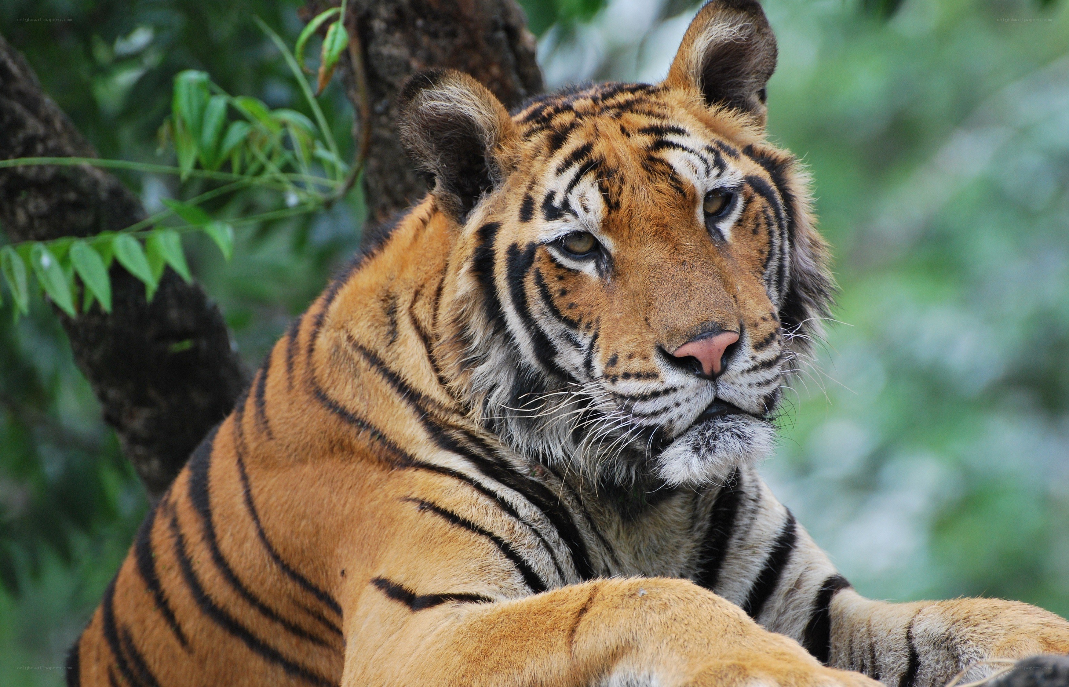 Tiger resting in the forest