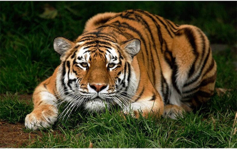 Tiger resting in the grass