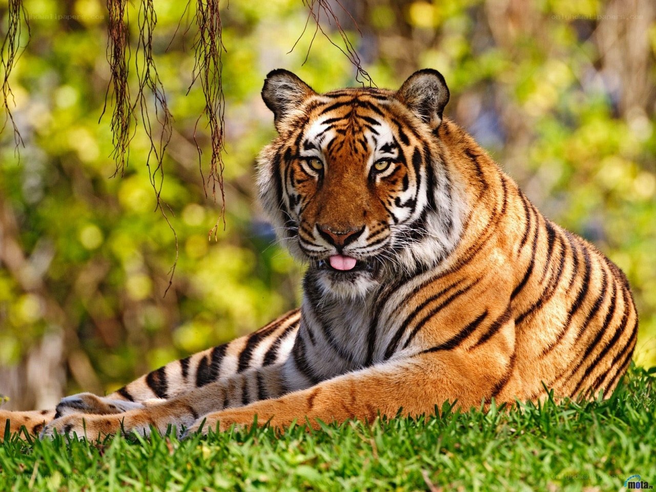 Tiger resting in the grass