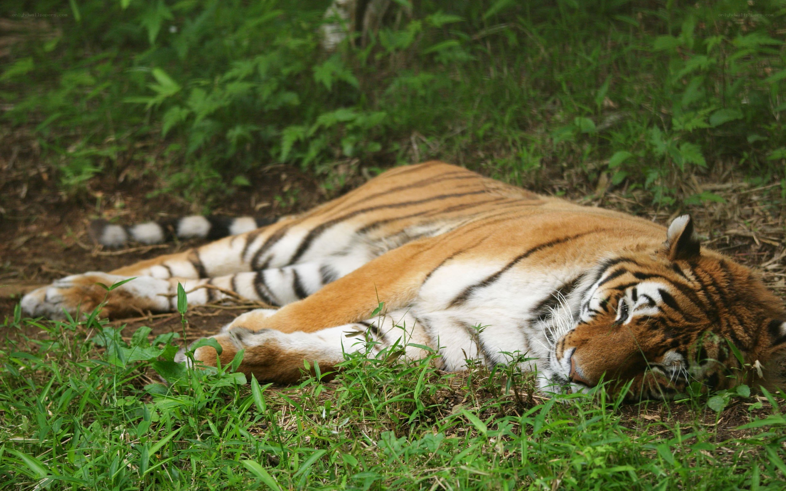 Tiger resting in the grass
