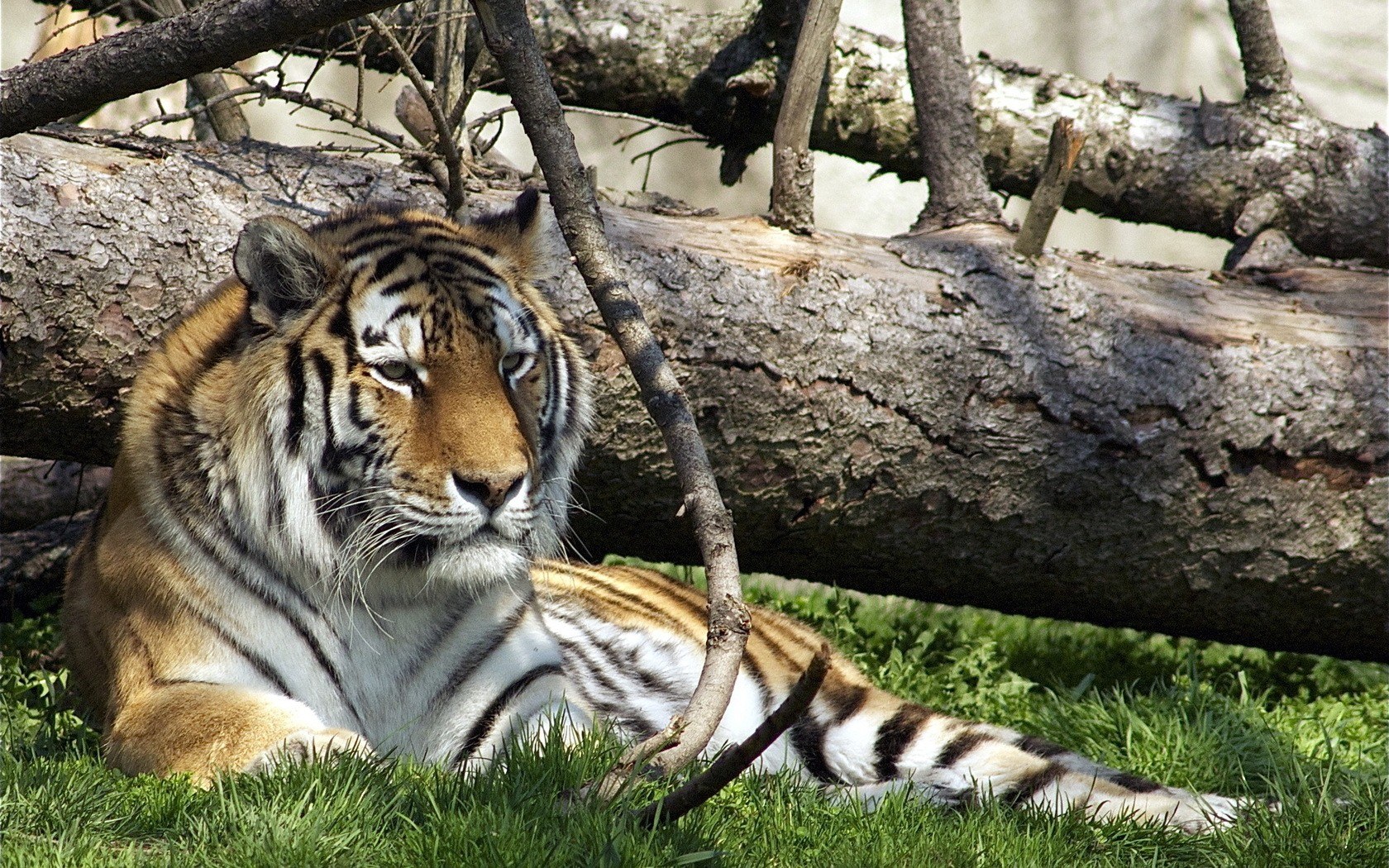 Tiger resting in the grass