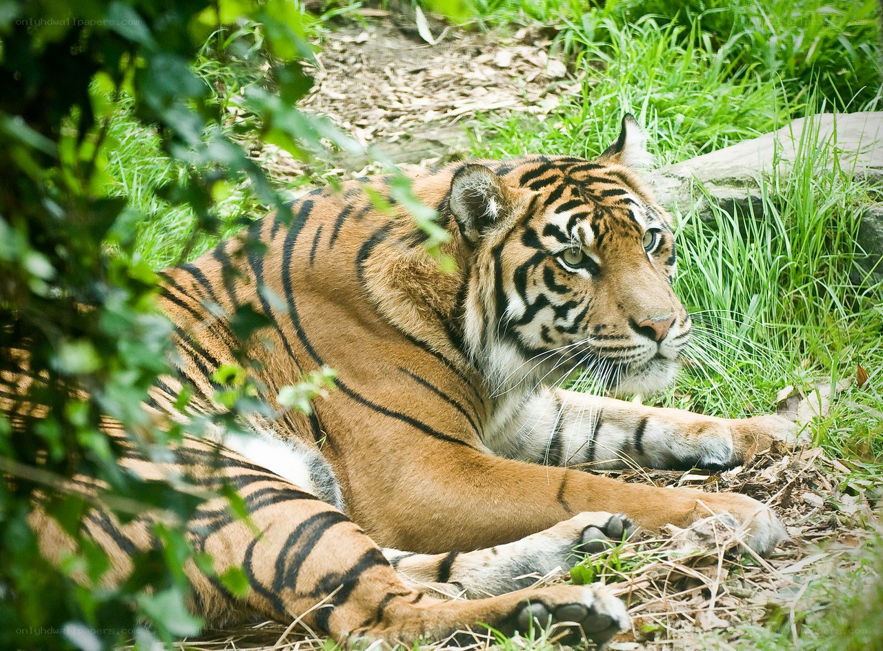 Tiger resting in the grass