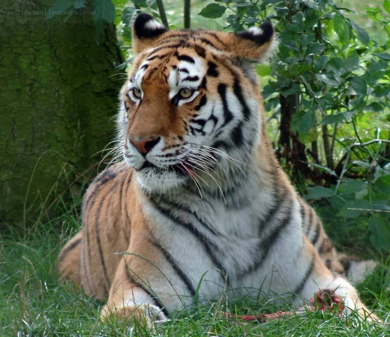 Tiger resting in the grass