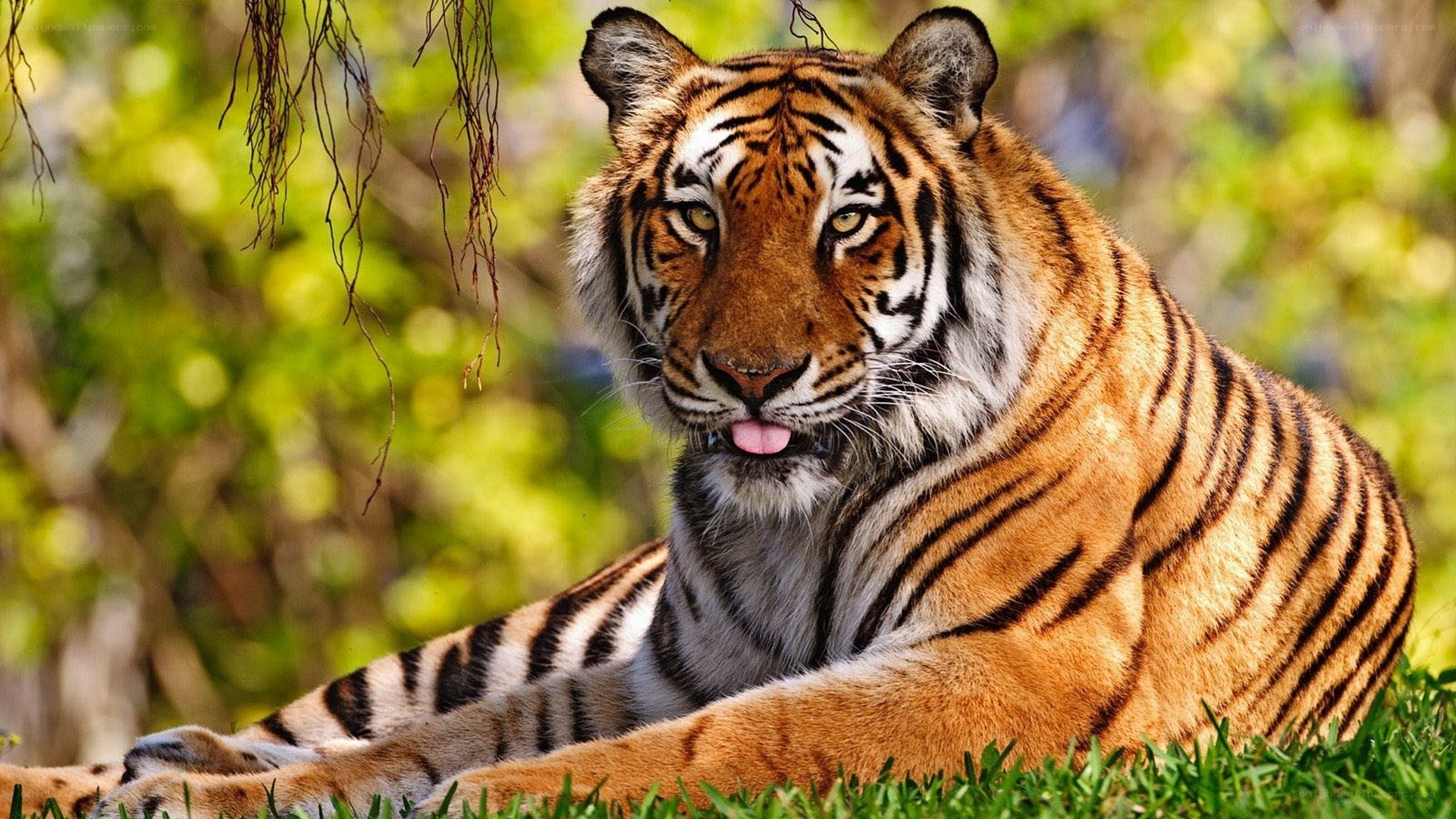 tiger resting in the grass