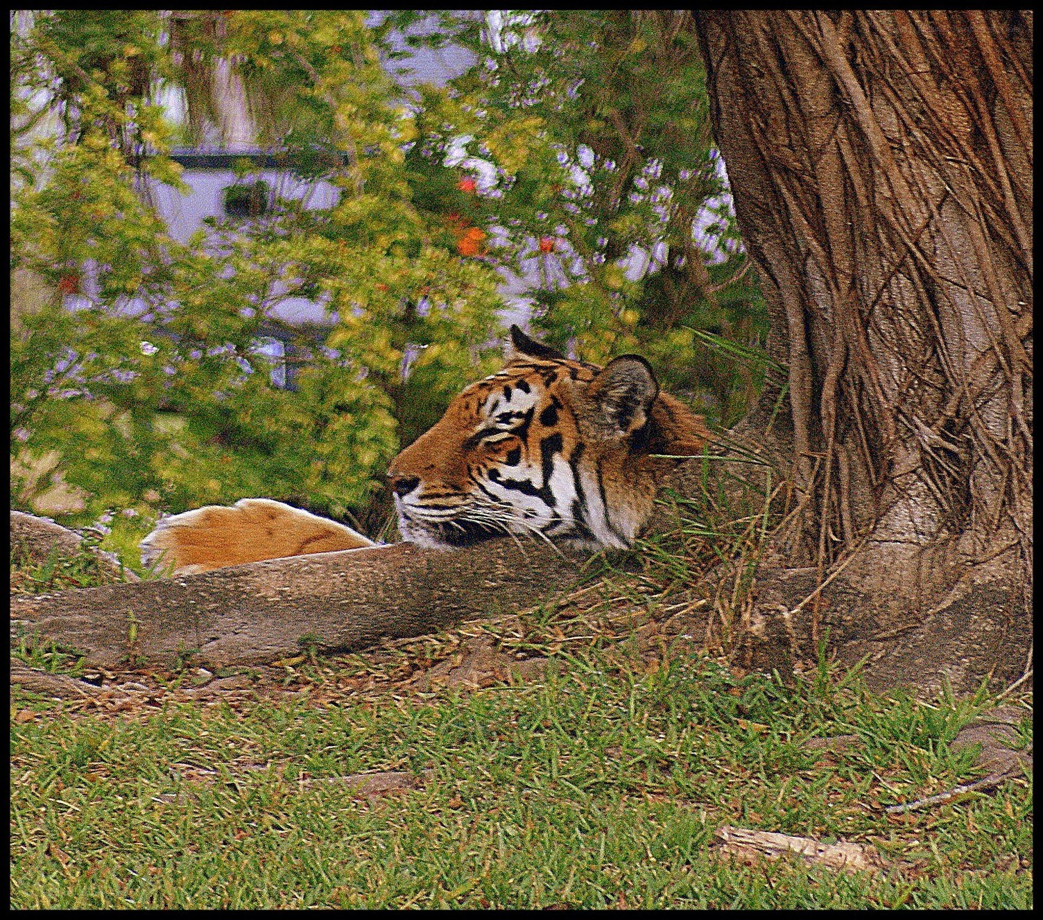 Tiger resting in the shade