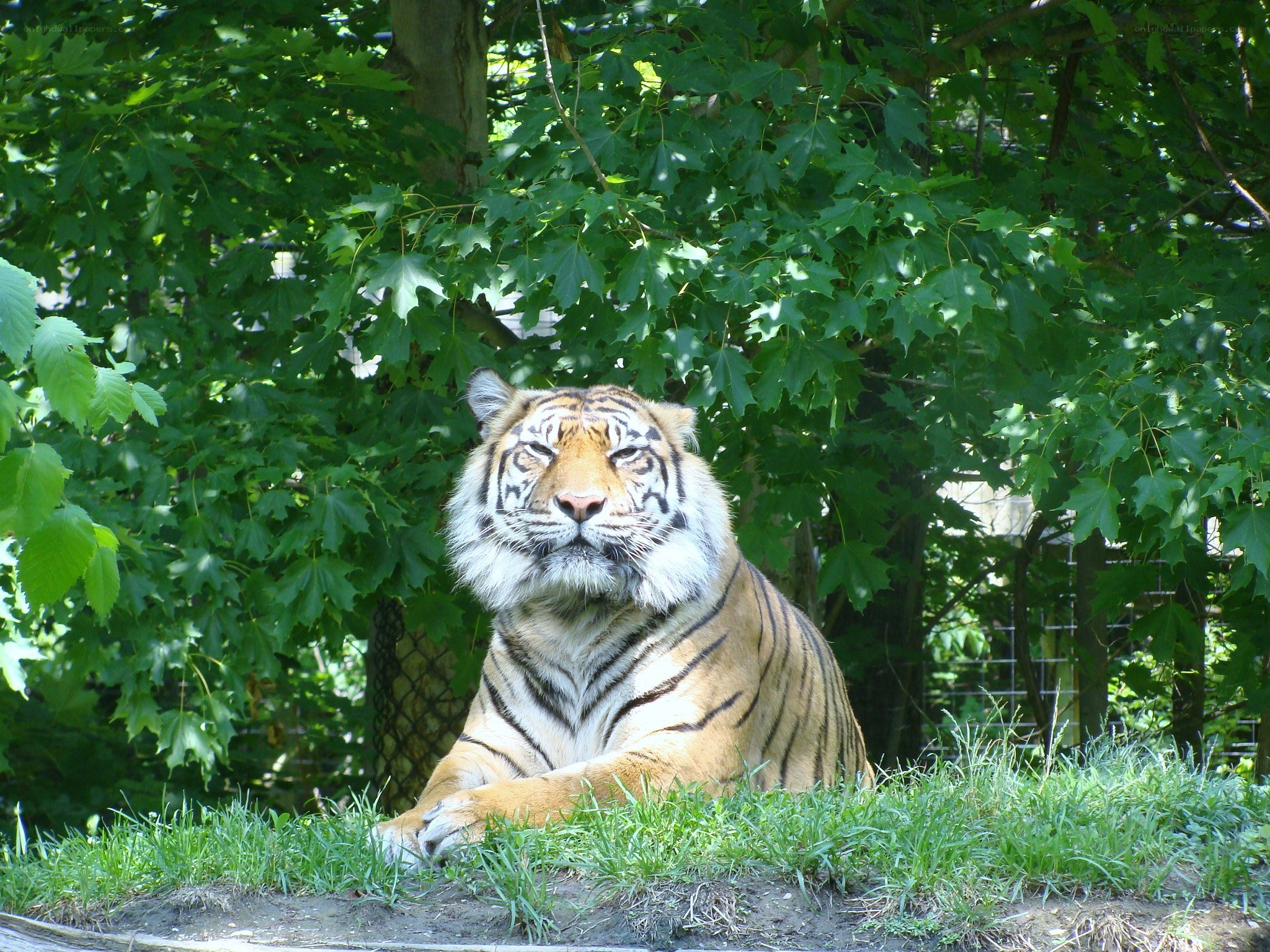 Tiger resting in the shade