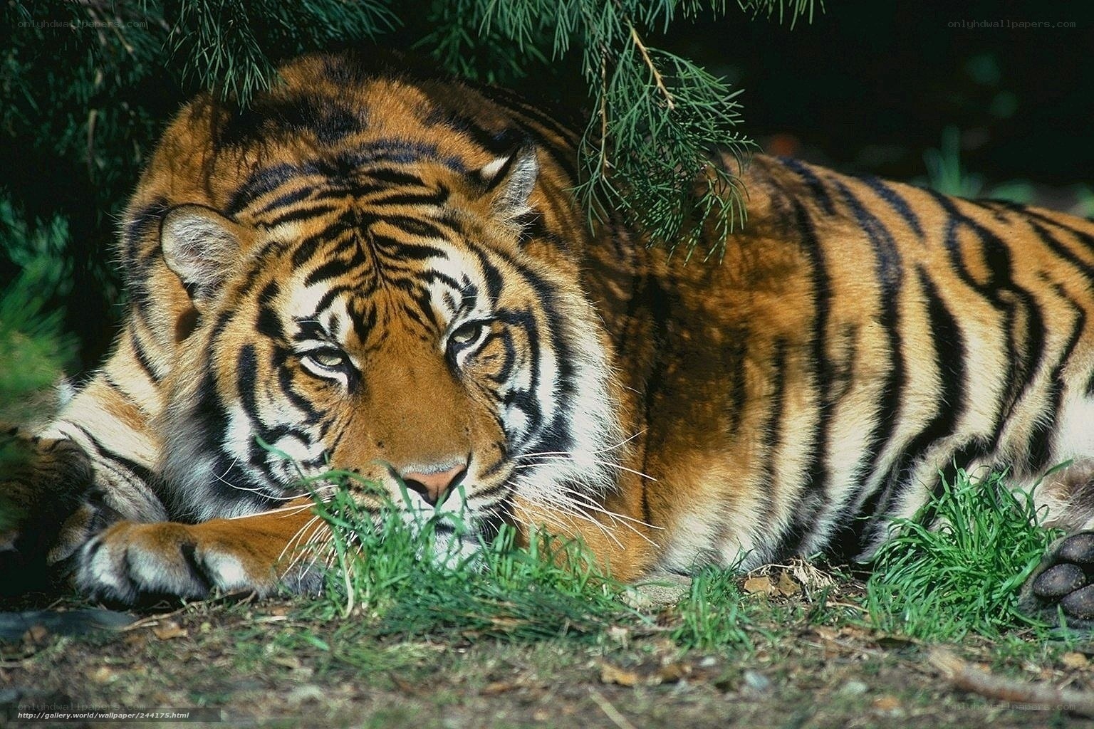 Tiger resting in the shade
