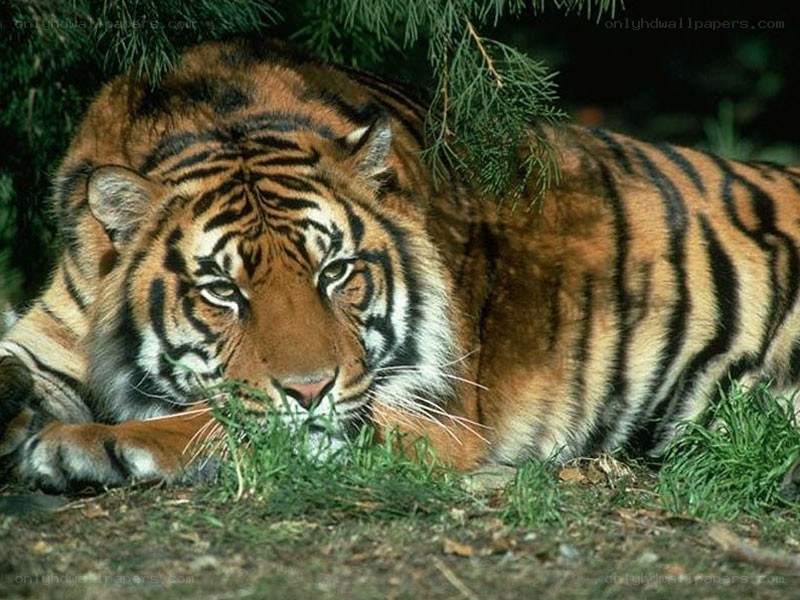 Tiger resting in the shade