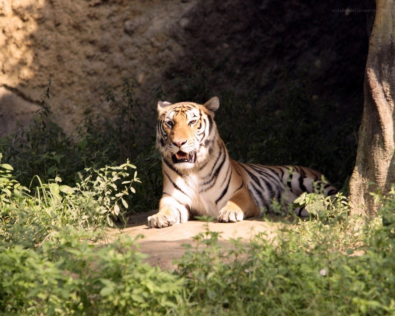 Tiger resting in the shade