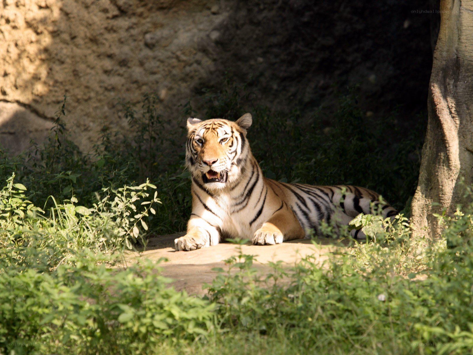 Tiger resting in the shade