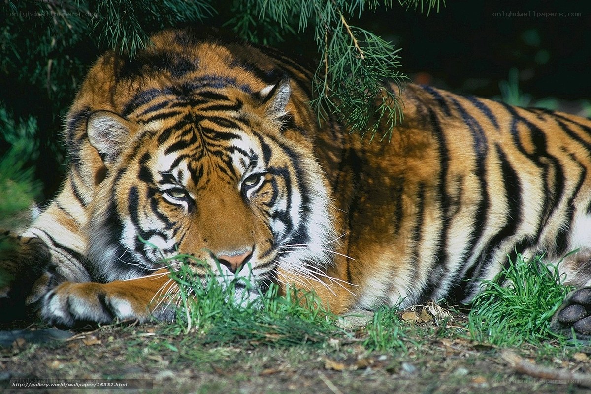 Tiger resting in the shade