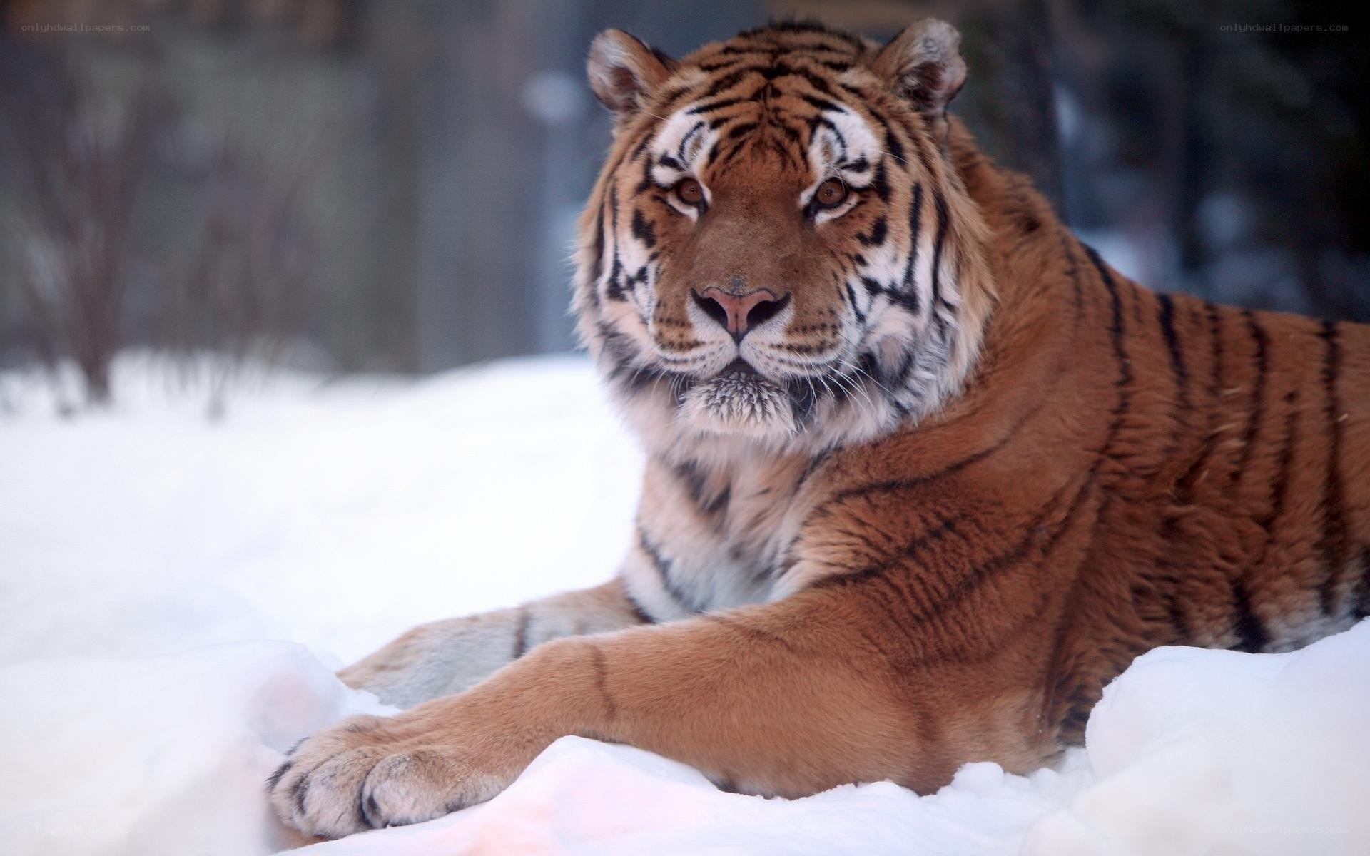 Tiger resting in the snow