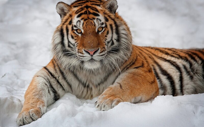 Tiger resting in the snow
