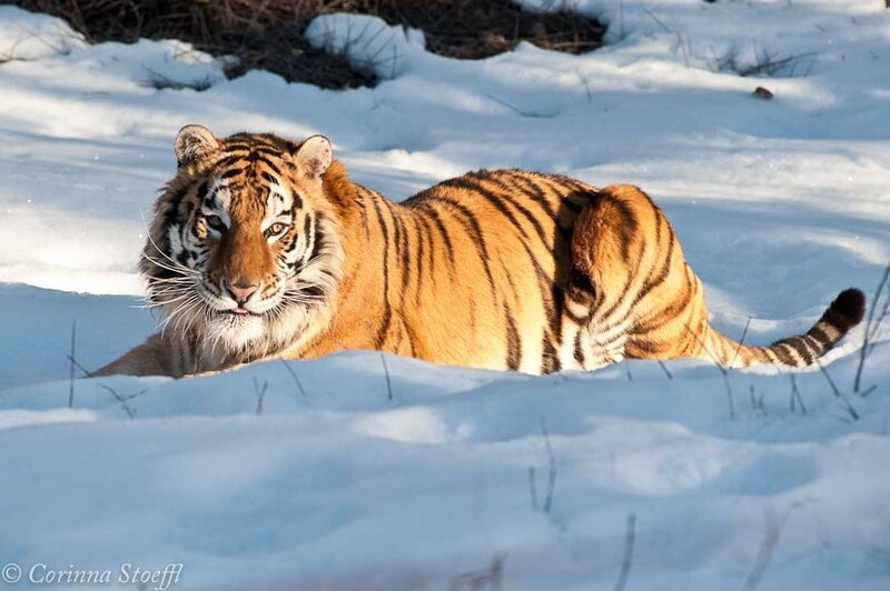 Tiger resting in the snow
