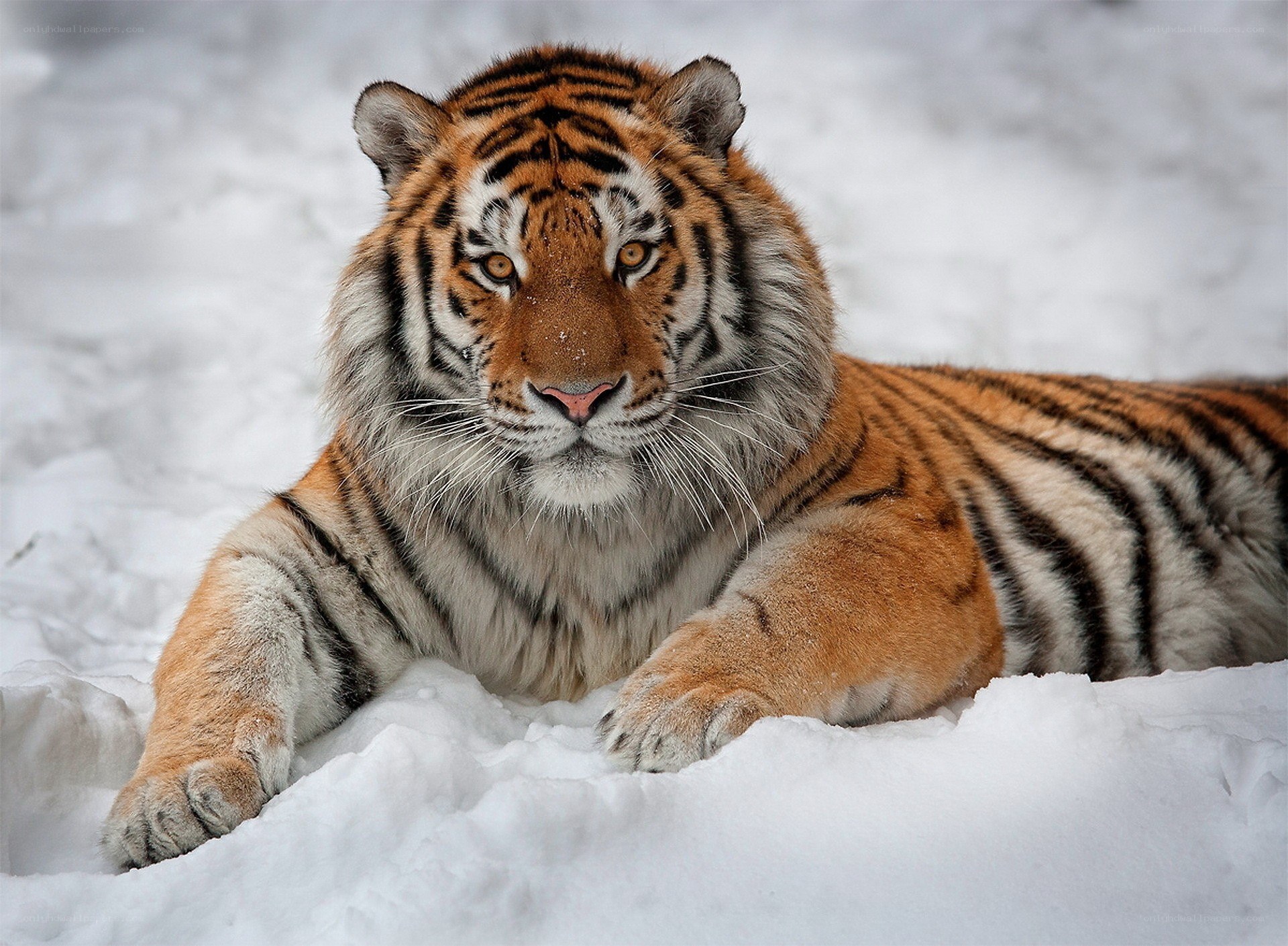 Tiger resting in the snow