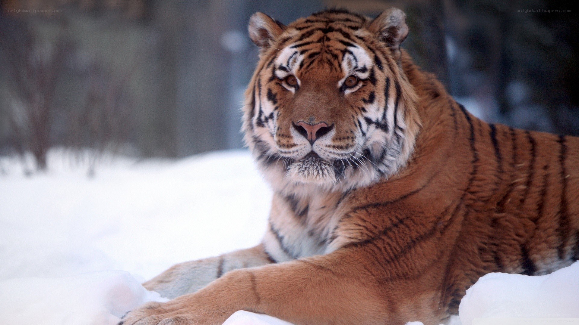 Tiger resting in the snow