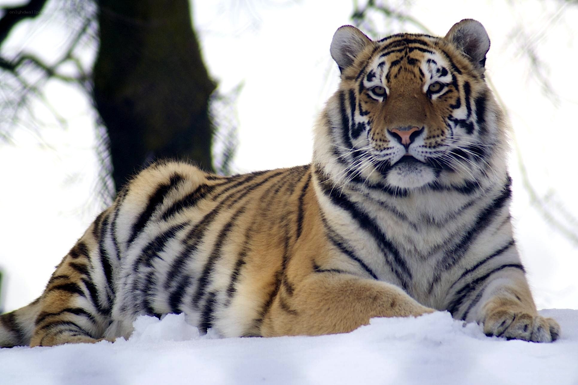 Tiger resting in the snow