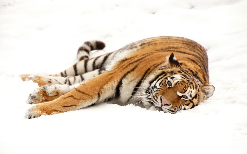 Tiger resting in the snow