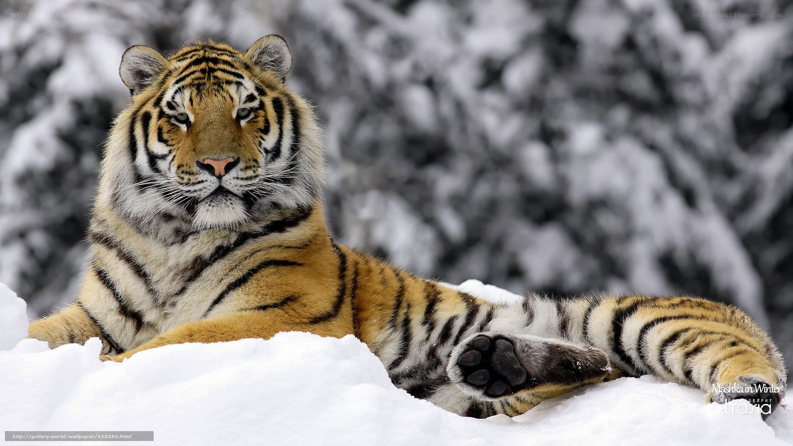 Tiger resting in the snow