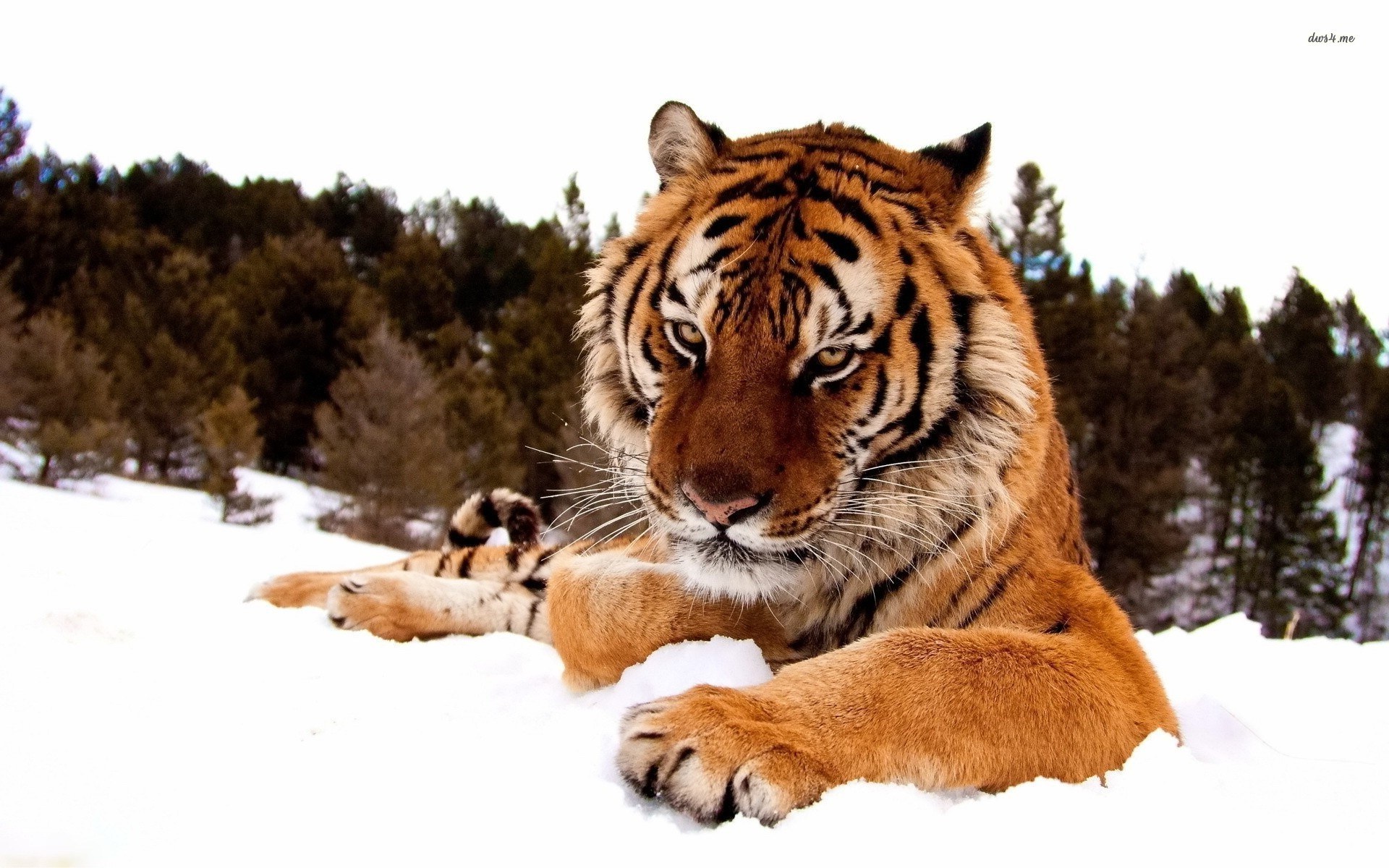 Tiger resting in the snow