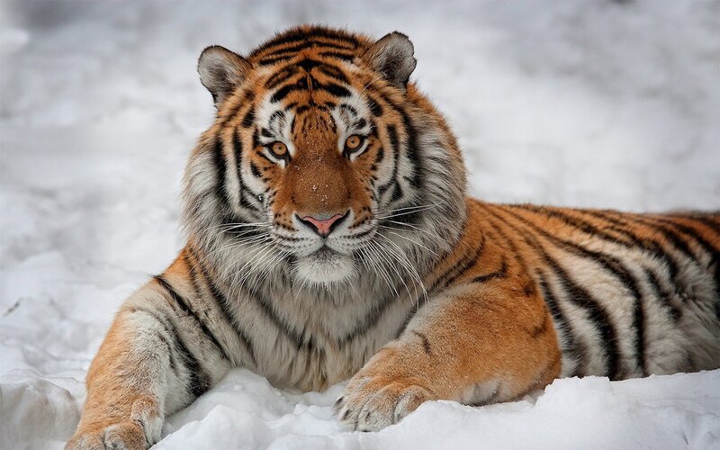 Tiger resting in the snow