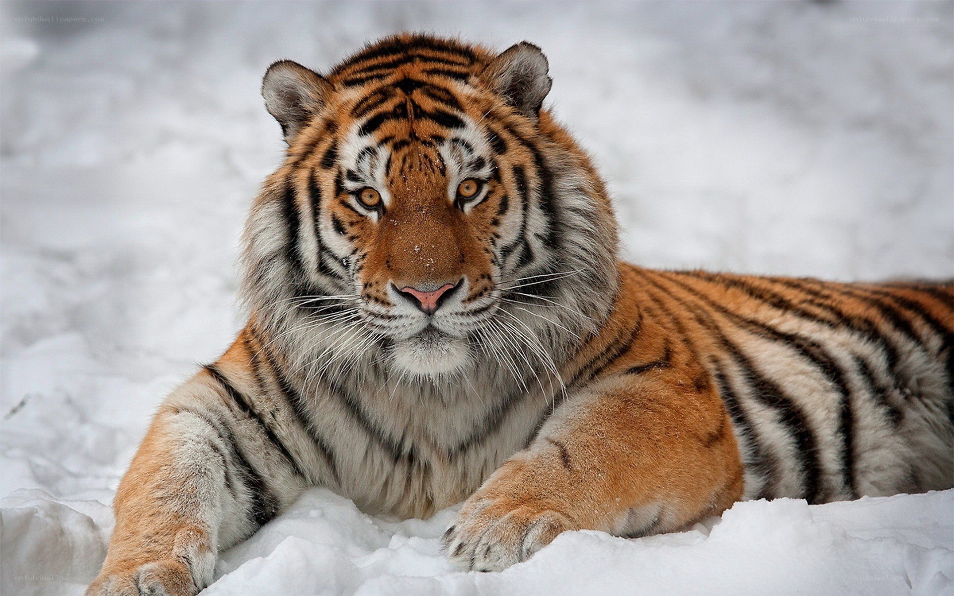 Tiger resting in the snow