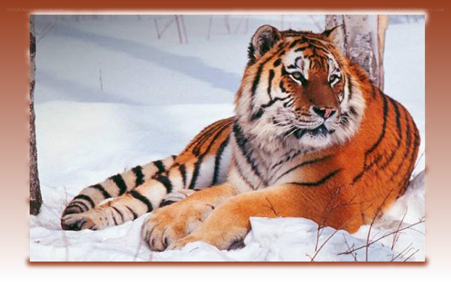 Tiger resting in the snow