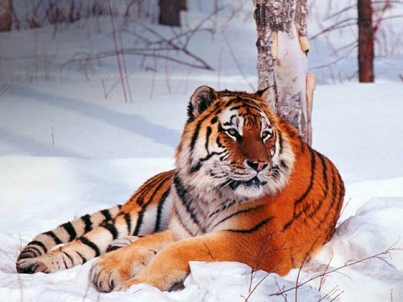 Tiger resting in the snow