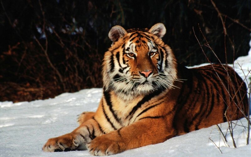 Tiger resting in the snow