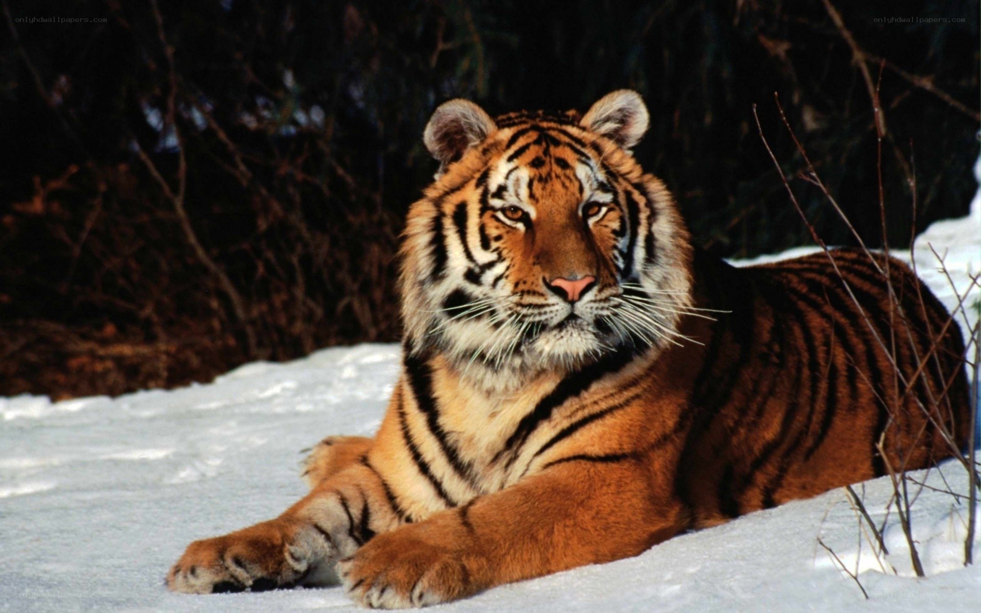 Tiger resting in the snow