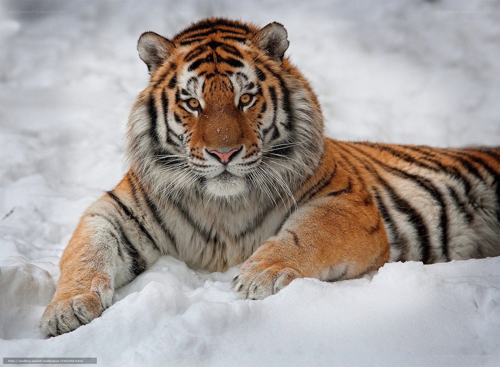 Tiger resting in the snow