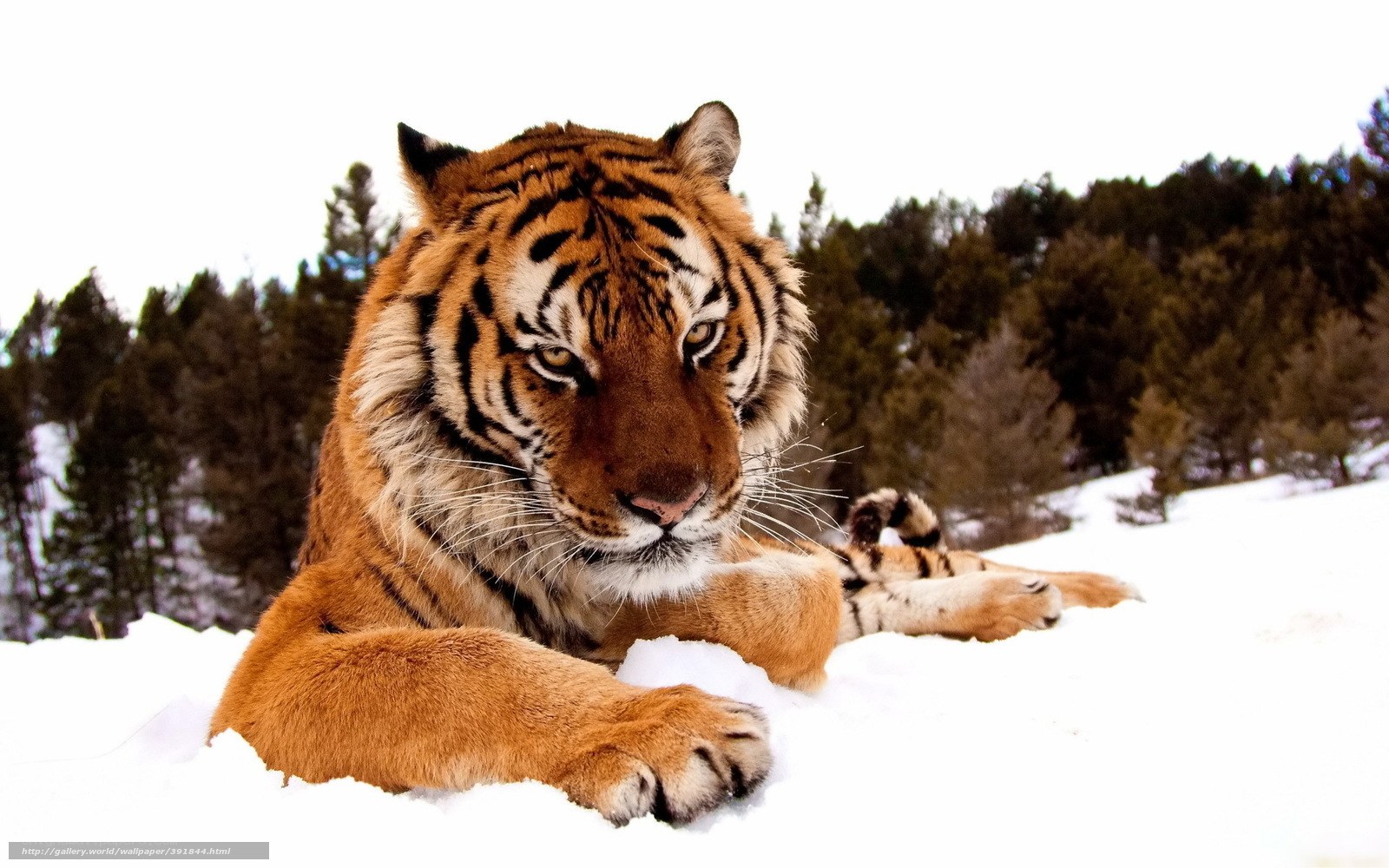Tiger resting in the snow