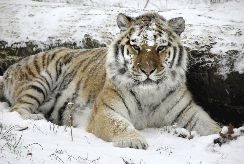 Tiger resting in the snow