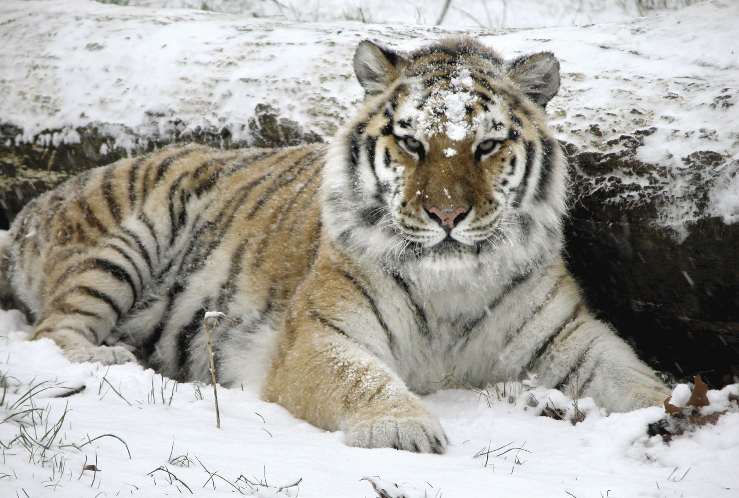 Tiger resting in the snow
