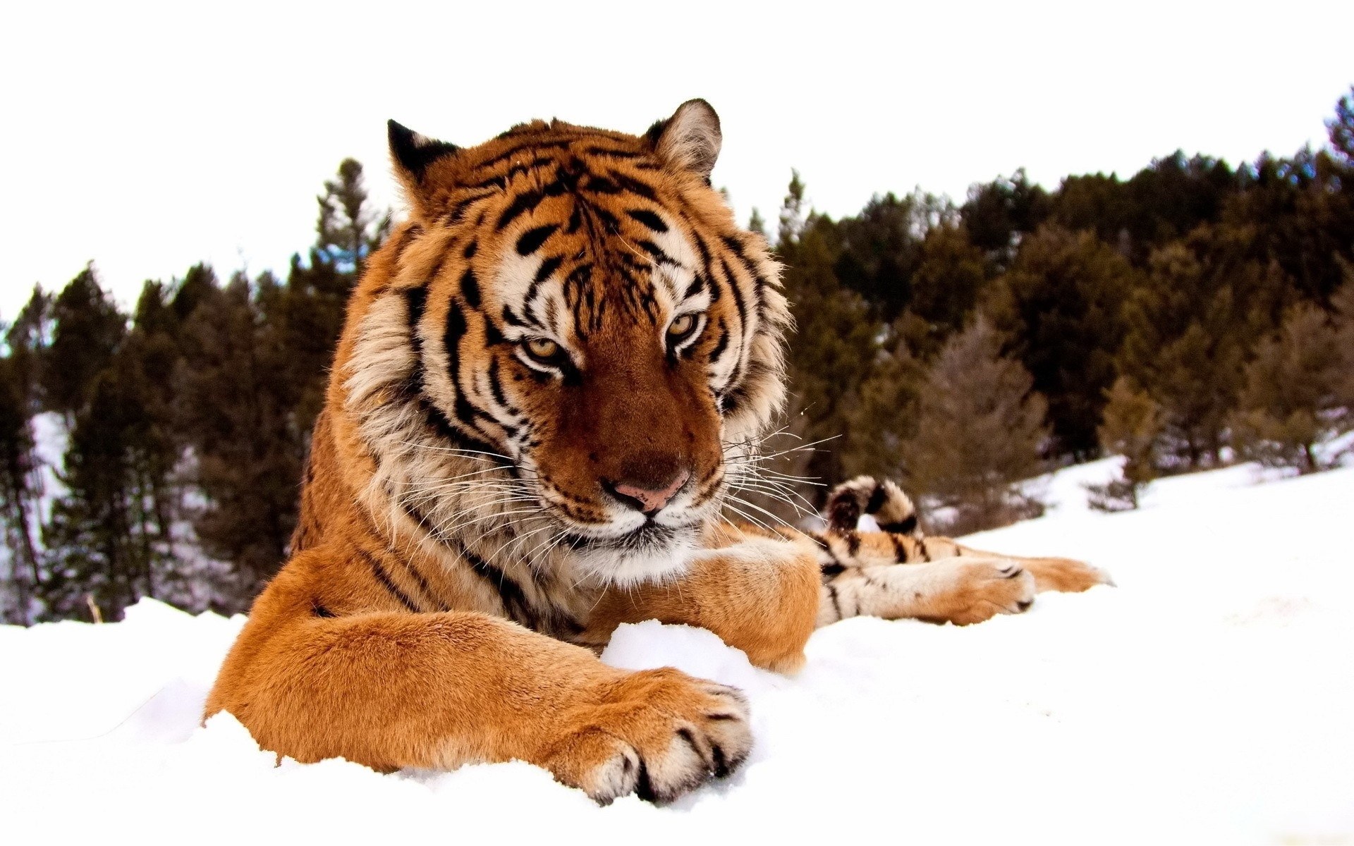 Tiger resting in the snow