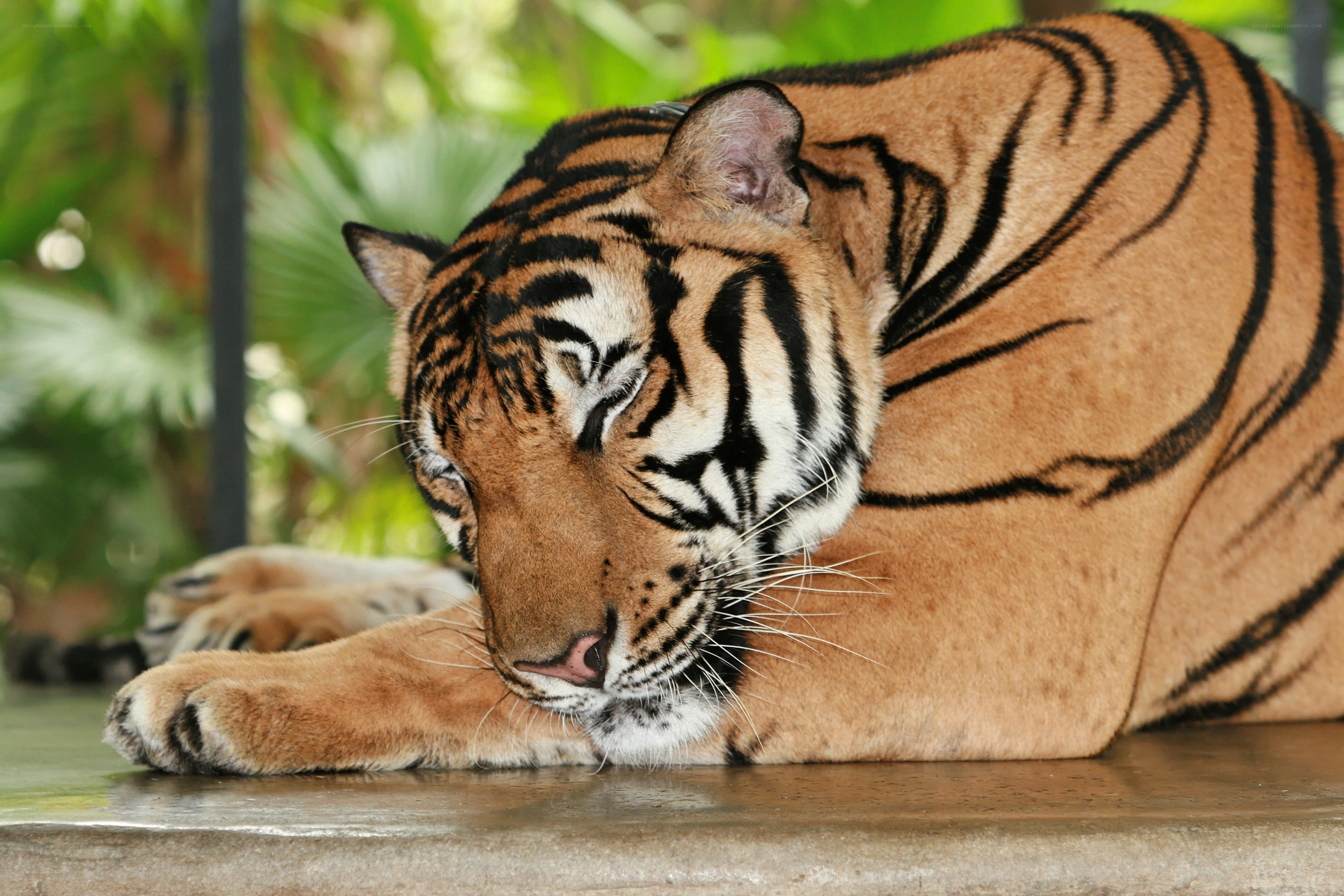 Tiger resting in the sun