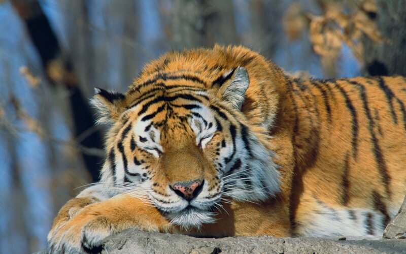 Tiger resting in the sun