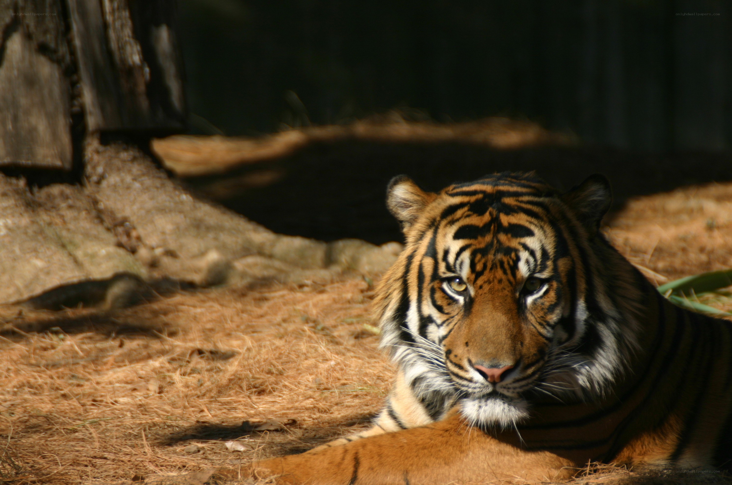 Tiger resting in the sun