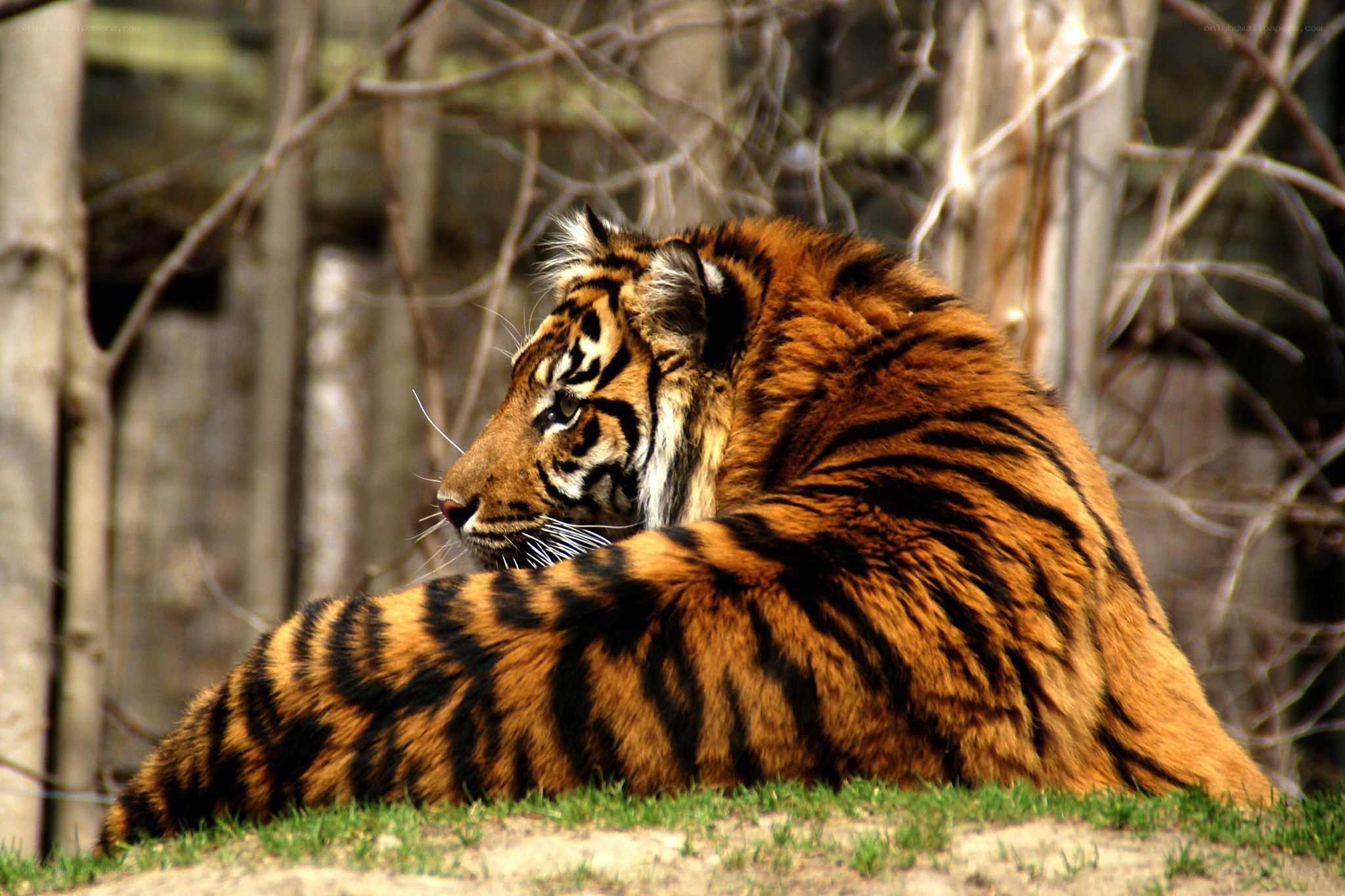 Tiger resting in the sun