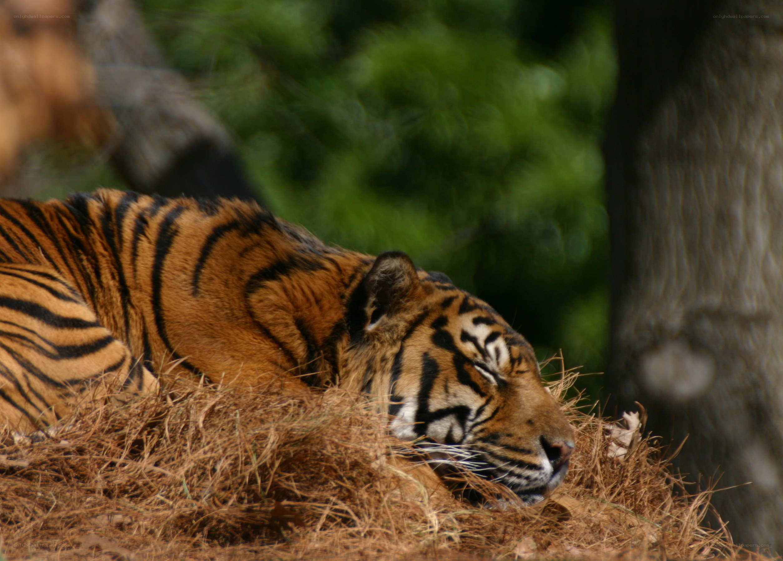 tiger resting in the sun