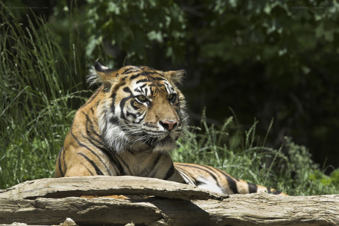 tiger resting in the sun