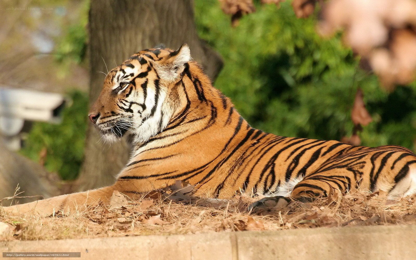 Tiger resting in the sun